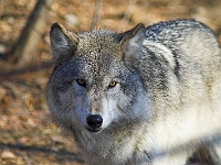 Arctic Wolf 033